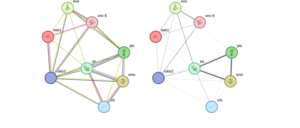 String Score What is STRING network? - STRING Help